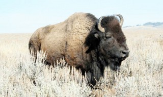 美洲野牛介绍 美洲野牛简介