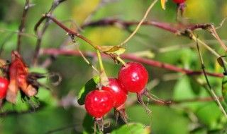野生刺玫果介绍 为大家进行详细讲解