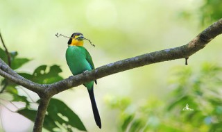 长尾阔嘴鸟介绍 外形特征
