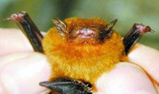 扁颅蝠介绍 外形特征