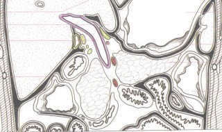 肚子三角区是哪个部位 人体上腹部三角区是什么器官