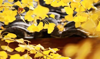 南雄银杏2019年最佳时间 你准备去看吗