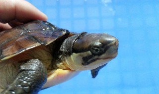 广东石金钱龟怎么过冬 广东石金钱龟如何过冬