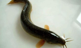 泥鳅头为什么不能吃 死泥鳅吃了有什么危害