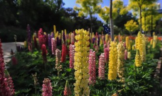 世界花卉大观园门票60岁有优惠吗 要一起玩耍吗