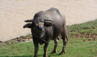 福安水牛介绍 形态特征