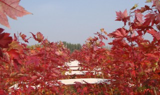 辛果漆介绍 有多高