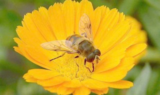 蜜蜂花介绍 大概多高