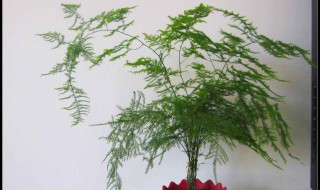 山文竹介绍 特征是什么