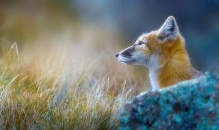 草原狐介绍 草原狐简介