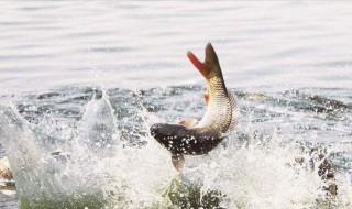 冬天钓鲫鱼最佳时间 什么天气适合呢？