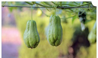 哪些人群不宜吃佛手瓜 具有哪些功效呢