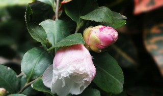 最好的茶梅品种 哪些茶梅观赏性最强