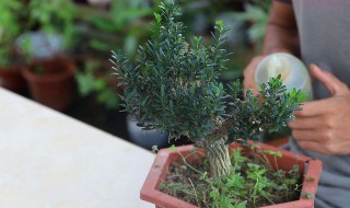 救活黄杨的方法 黄杨的挽救方法