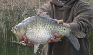 鱼白可以吃吗 有什么营养吗