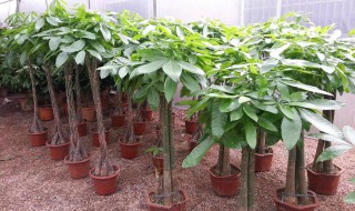 发财树的栽培方法 你掌握了吗