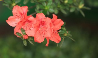 冬天杜鹃花怎么浇水 养花技巧