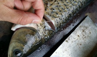 鲫鱼的鱼腥线在哪里 你知道吗