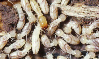消灭白蚁的土办法 教你怎么灭白蚁