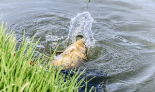冬天钓草鱼方法 冬季钓草鱼有什么技巧