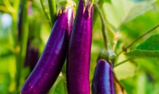 茄子嫁接用什么砧木 有什么茄子