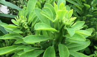 麒麟的养法 生长期多少