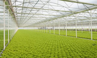 大棚放风口最新方法 大棚放风的科学方法