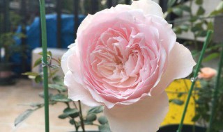 新买的月季怎么上盆 让他长的更好