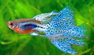 孔雀鱼小鱼苗喂什么 我们可以这样做