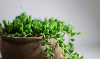 情人泪吊兰扦插方法 这样做一盆变百盆