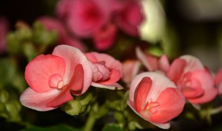 格丽海棠花怎样养 给大家介绍这些内容