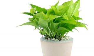 适合室内养的盆栽 美观寓意好