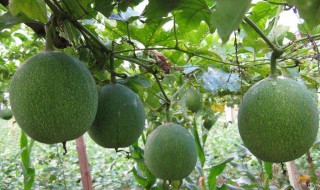 瓜蒌泡水喝的作用 根据什么记载