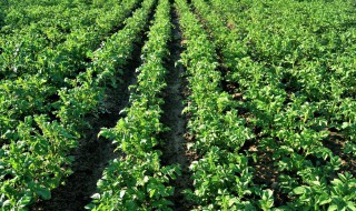 土豆种植深度 你知道吗