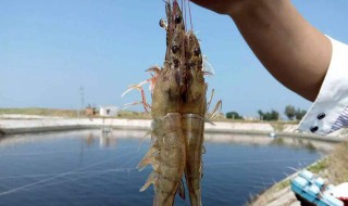 基围虾养殖成本与利润 每亩净利润估算