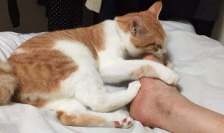 猫咪为啥老扑主人的脚 这里面藏着这样的秘密