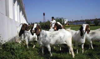 养羊口诀 养殖业口诀