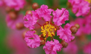 满堂红花怎么养 需要注意这些方面