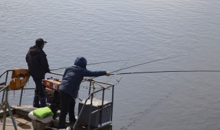 香油钓鱼用法 丁香油钓鱼怎么用