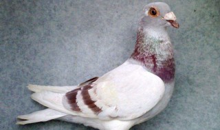 养鸽子为什么不挣钱 来看看原因