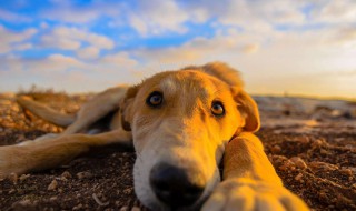 狗10年相当于人几岁 爱宠问答