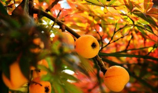 种枇杷树的忌讳 这三点要注意了