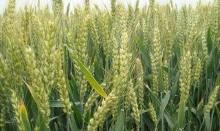 冬小麦控旺最佳时间 给大家说说控旺的相关知识