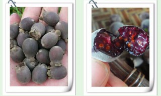 捻子根泡酒方法 非常简单