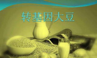 转基因大豆的危害 能吃转基因大豆吗