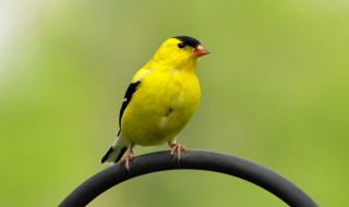 黄雀的挑选口诀 如何挑选黄雀鸟