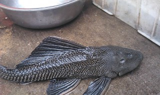 清道夫怎么吃 给大家推荐这道菜