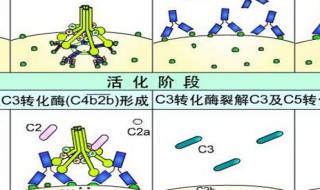 葡聚糖的作用与功效 让我们一起了解多作用性的葡聚糖吧