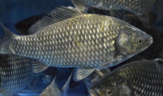 深秋夜钓鲫鱼技巧 深秋如何夜钓鲫鱼