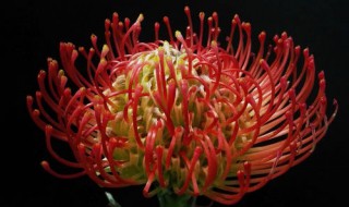 拍摄花卉黑背景技巧 拍出花卉黑背景的六个技巧